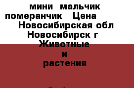 мини  мальчик померанчик › Цена ­ 18 000 - Новосибирская обл., Новосибирск г. Животные и растения » Собаки   . Новосибирская обл.